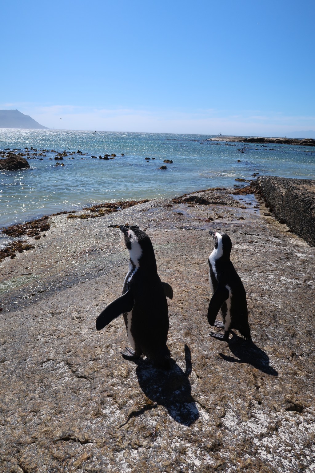 Chasing the Penguins of Boulder’s Beach in Cape&nbsp;Town